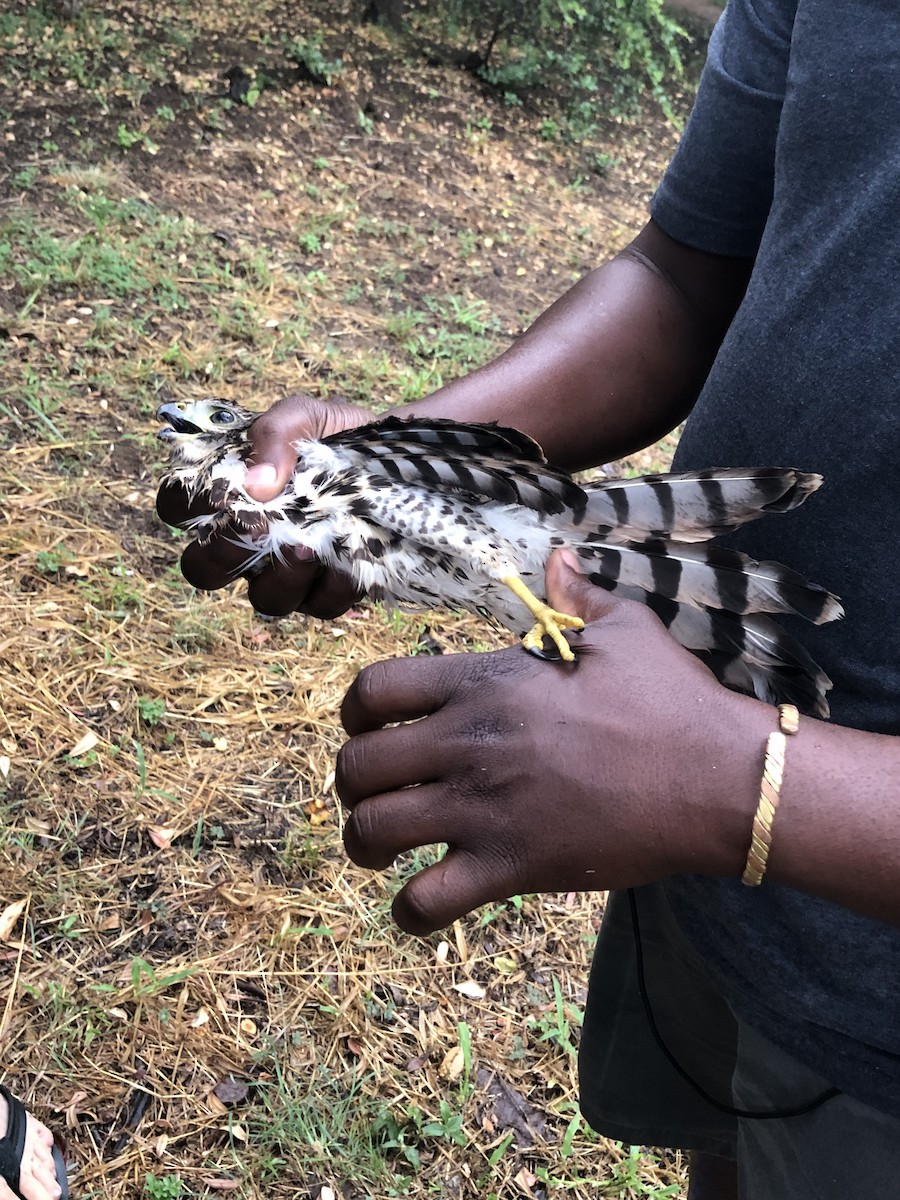 African Goshawk - ML575020071