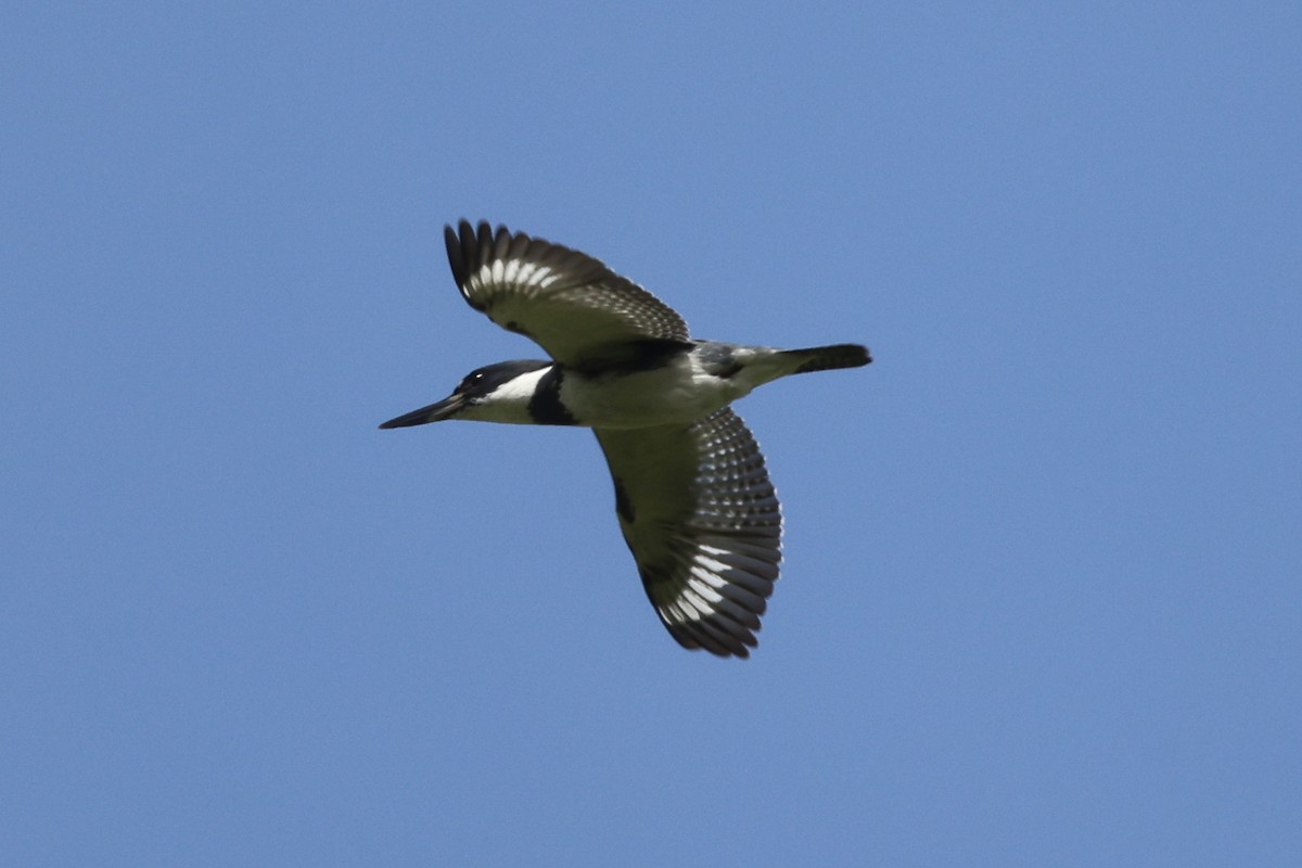 Belted Kingfisher - Phil Kenny