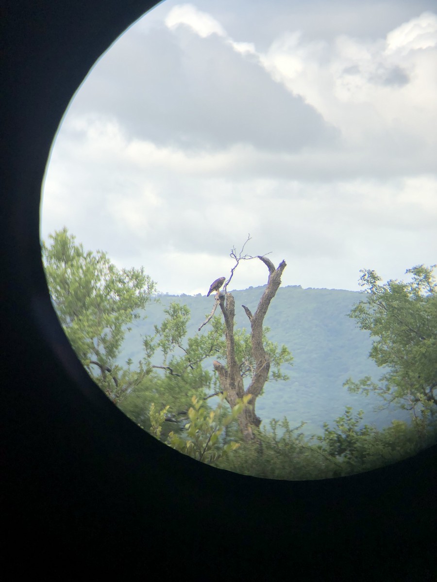 Common Buzzard - Gwen HK