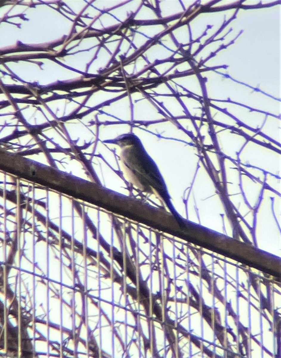 Gray-bellied Shrike-Tyrant - ML575020571