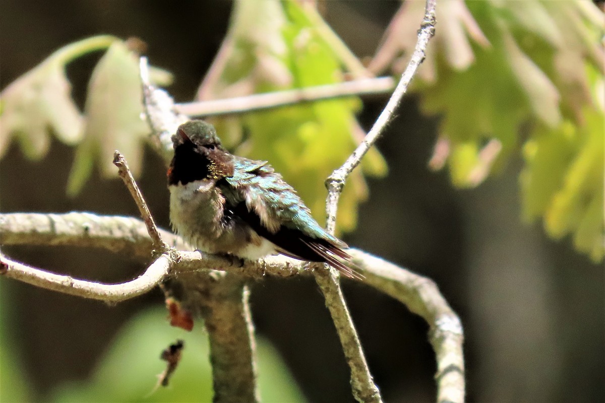 Ruby-throated Hummingbird - Peter & Jane Wolfe