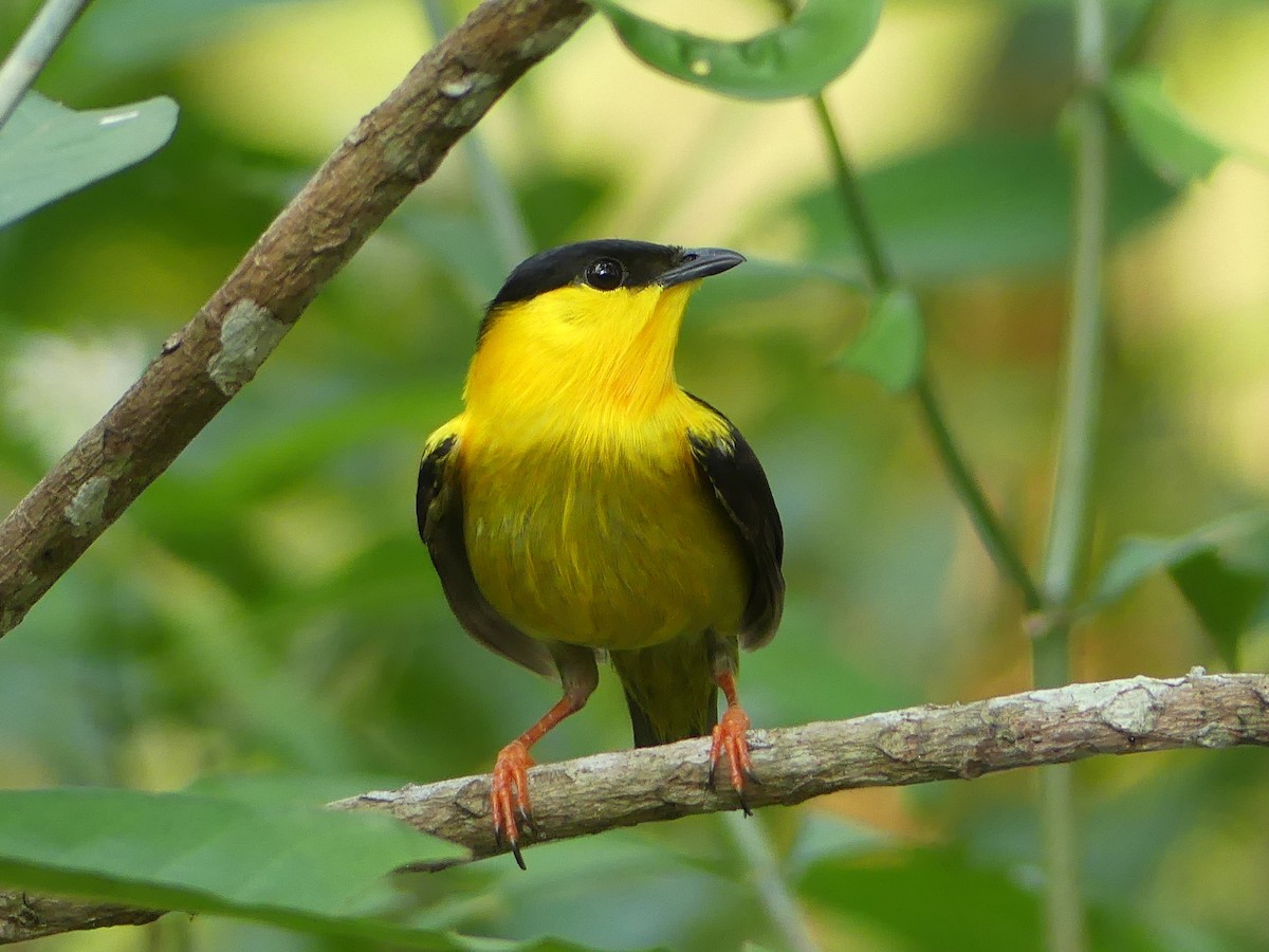 Golden-collared Manakin - Shelley Rutkin