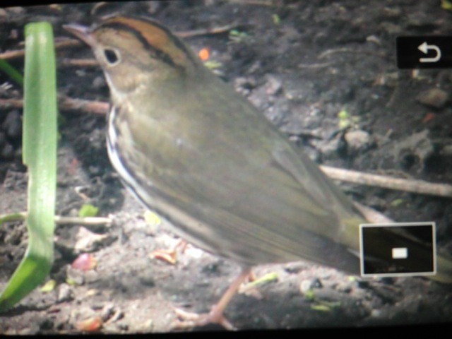 Ovenbird - L. Shay