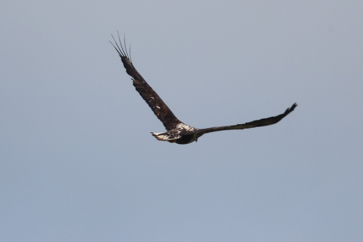 Bald Eagle - ML575022961