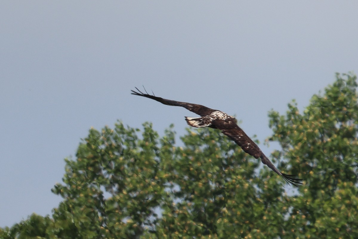 Bald Eagle - ML575022971