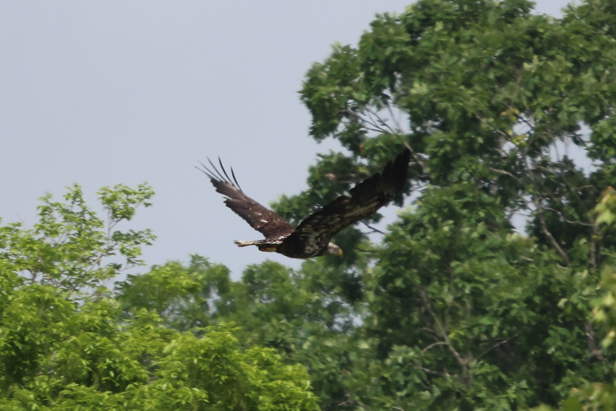 Weißkopf-Seeadler - ML575022981