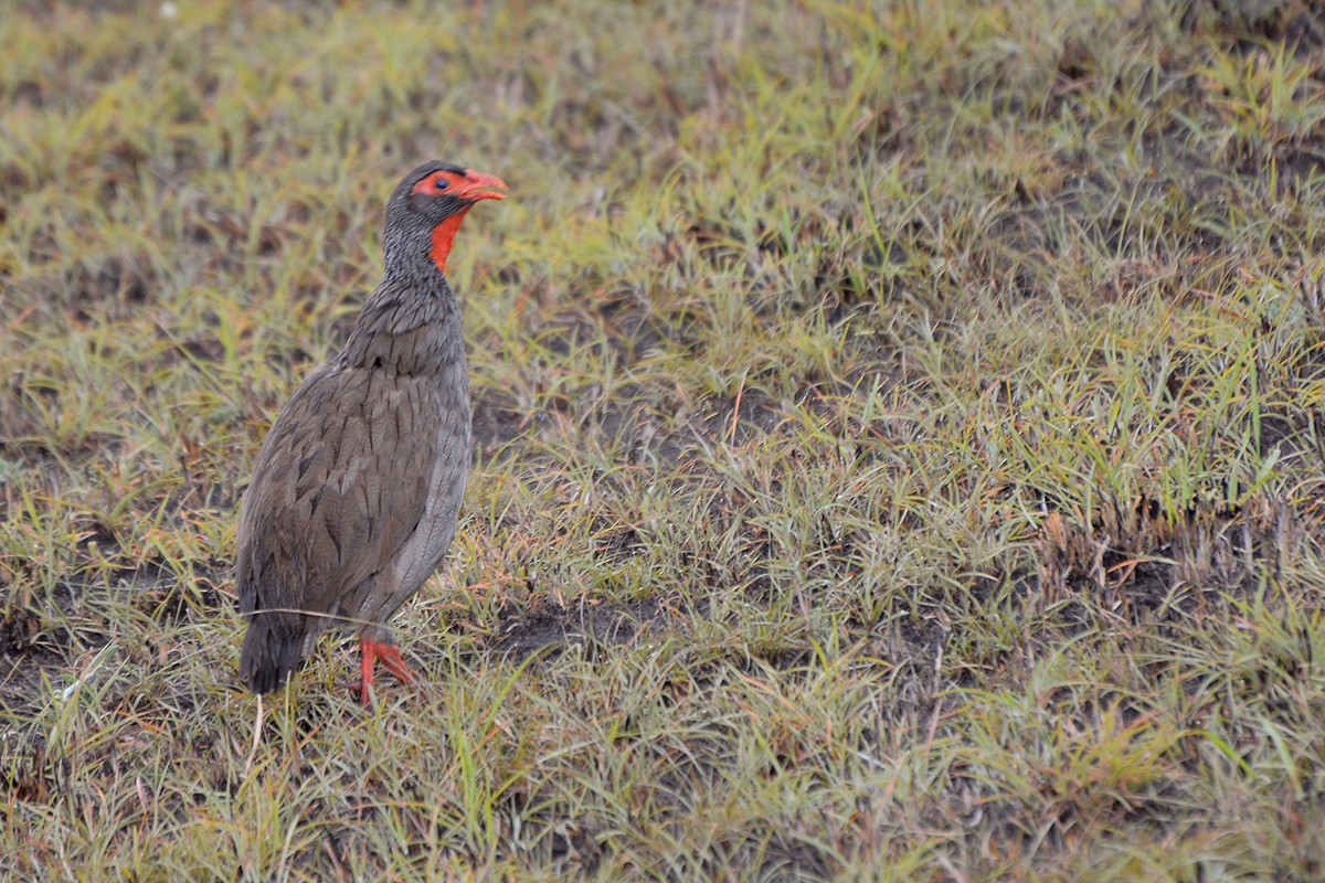 Red-necked Spurfowl (Cranch's) - ML575024181