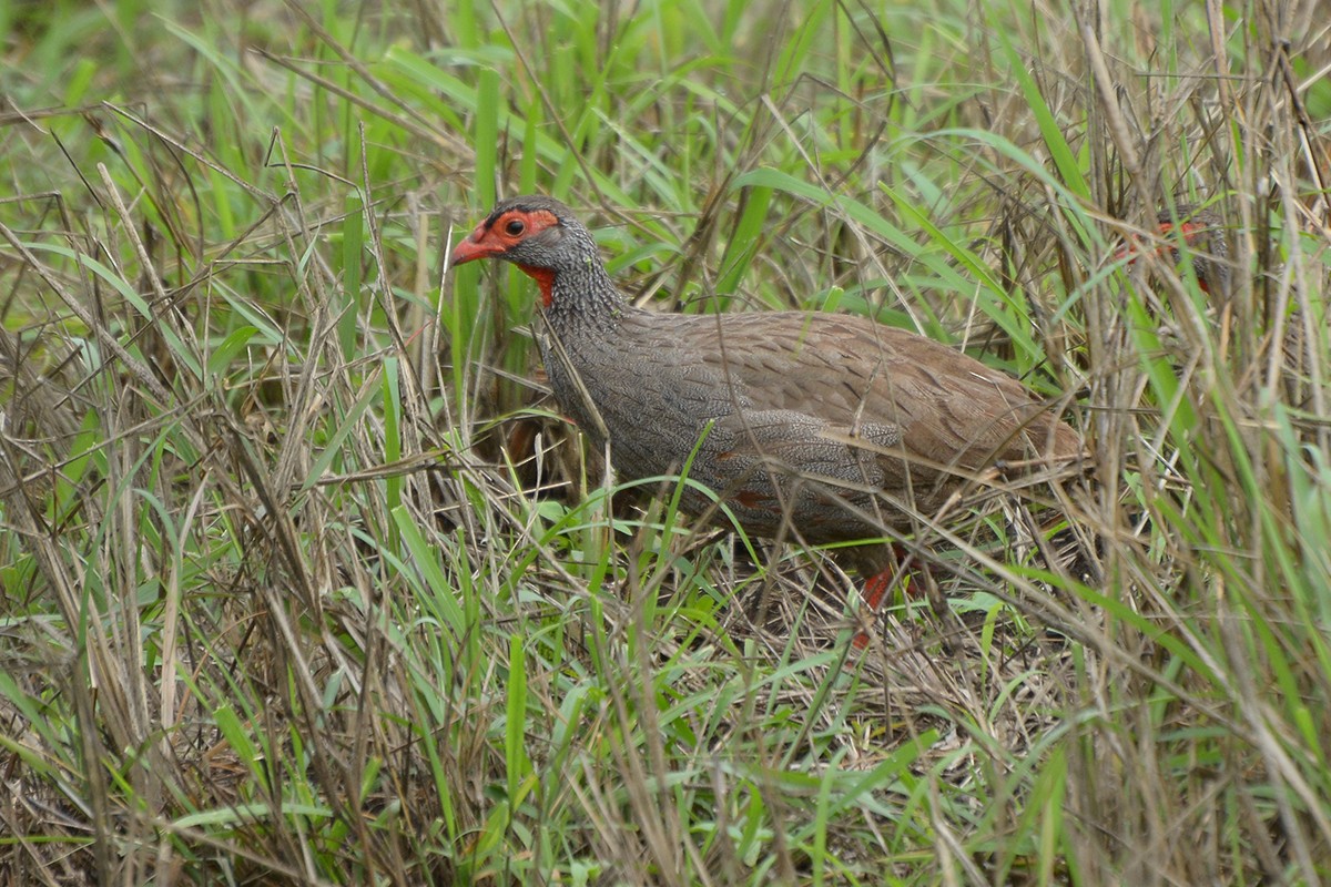 Red-necked Spurfowl (Cranch's) - ML575024191