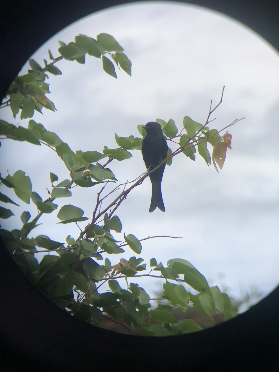 Fork-tailed Drongo - ML575024381