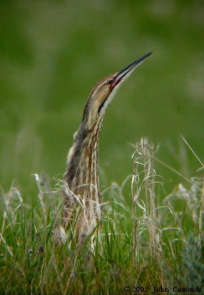 American Bittern - John Cassady