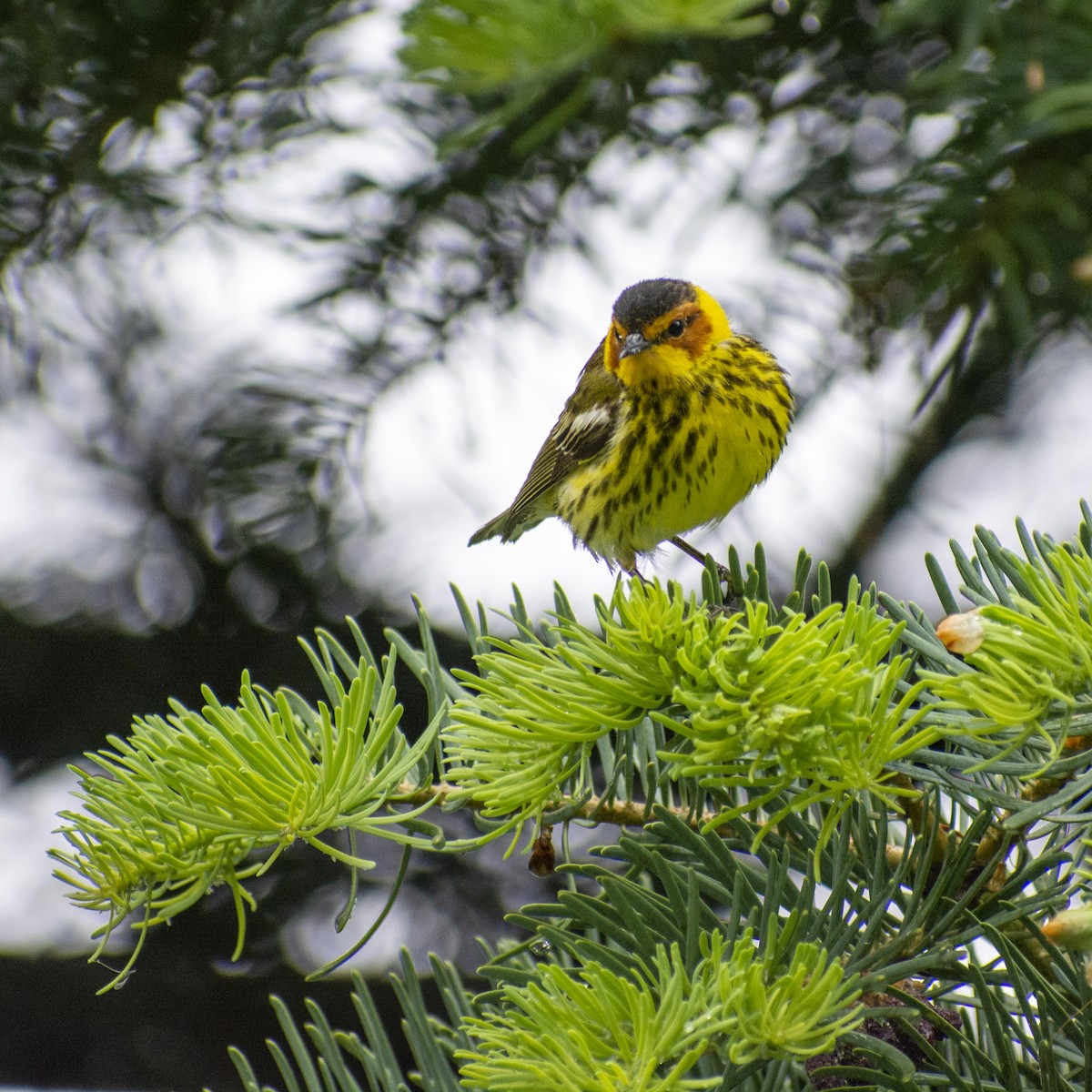 Cape May Warbler - ML575027031
