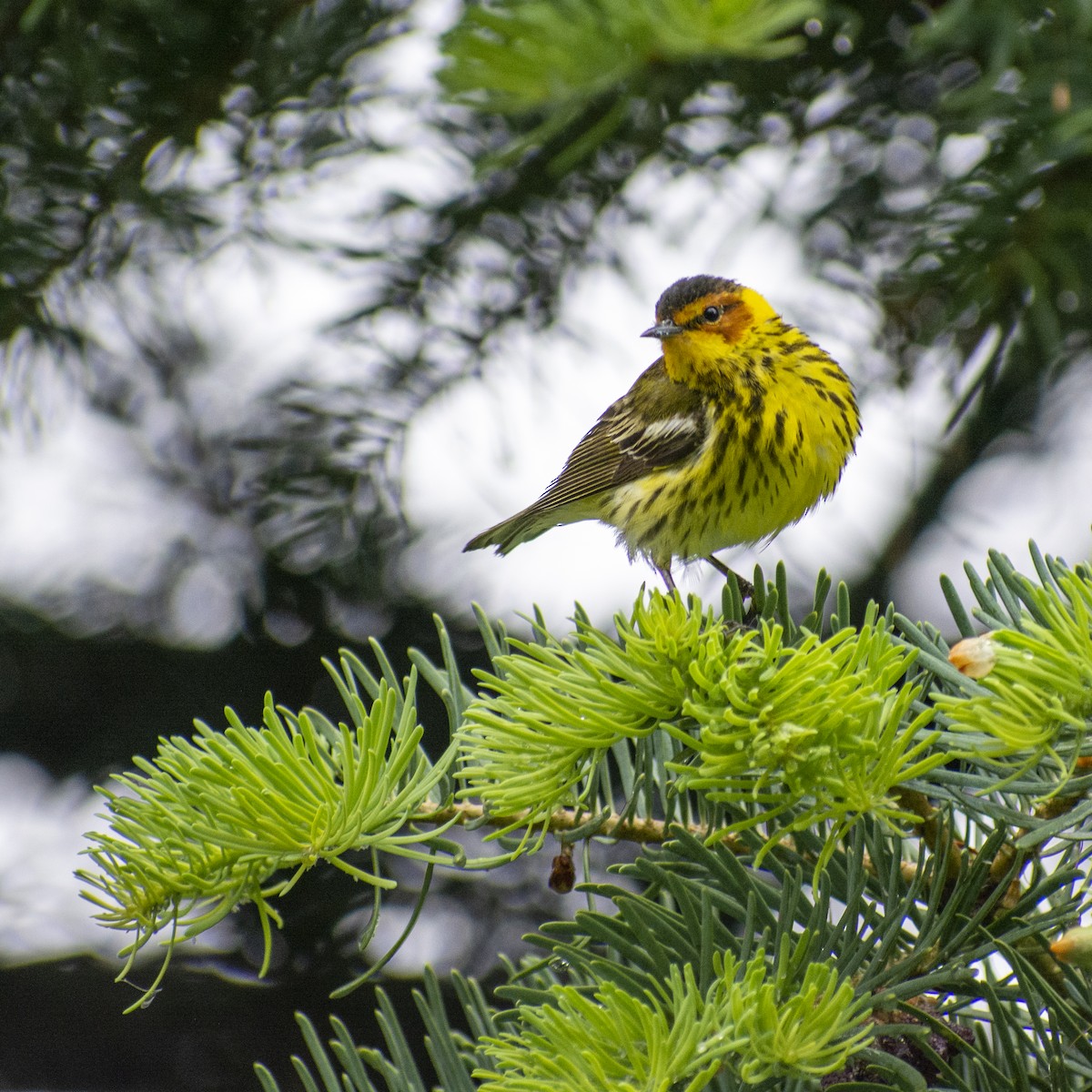 Cape May Warbler - ML575027041