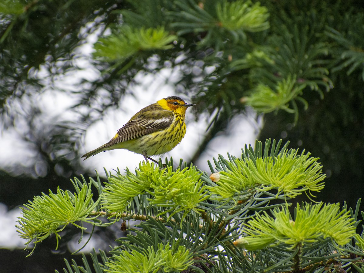 Cape May Warbler - ML575027051