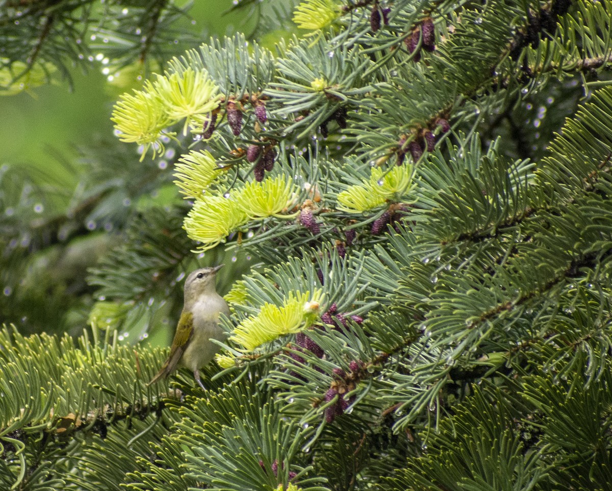 Tennessee Warbler - ML575027101