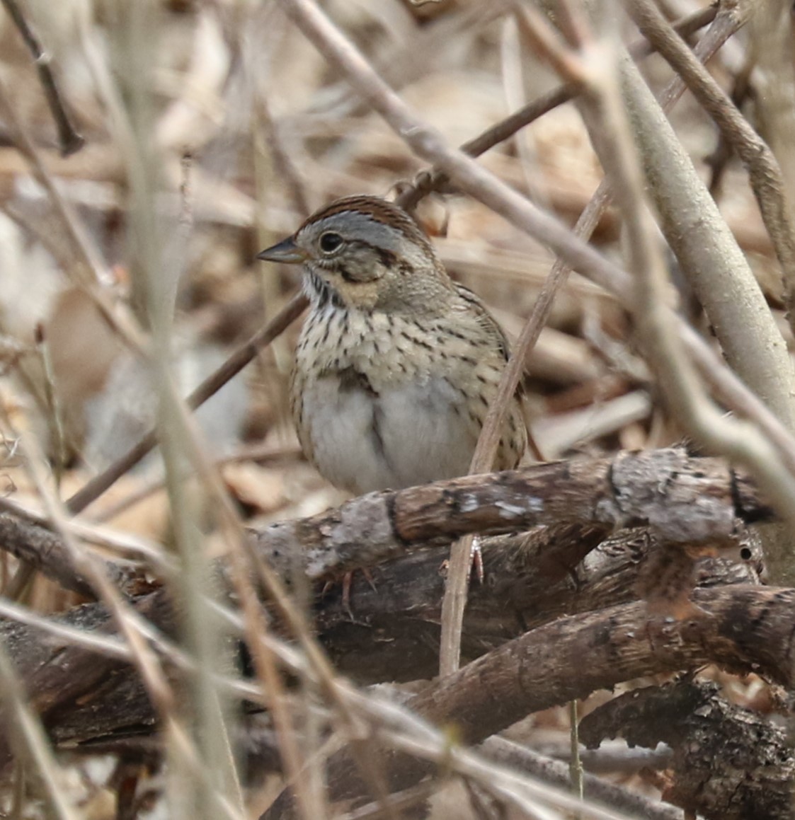 Lincoln's Sparrow - ML575027211