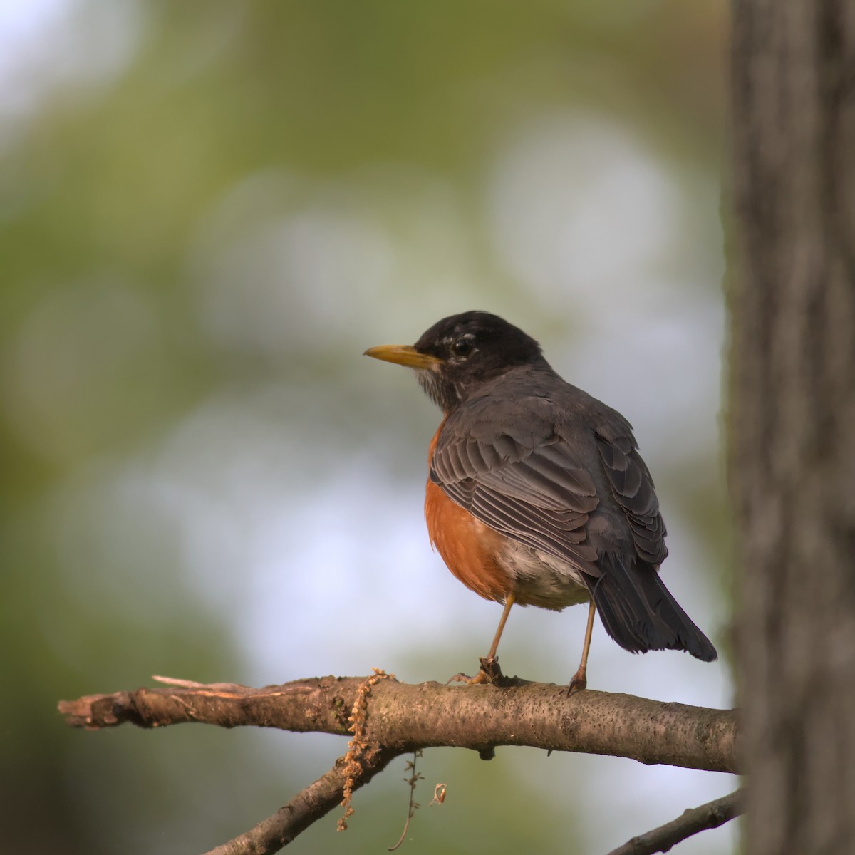 American Robin - ML575027311