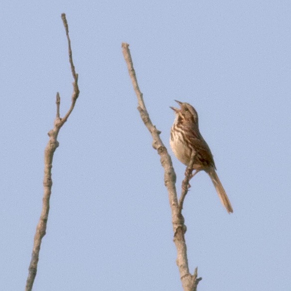 Song Sparrow - ML575027401