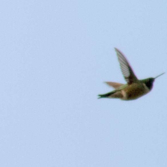 Ruby-throated Hummingbird - ML575027611