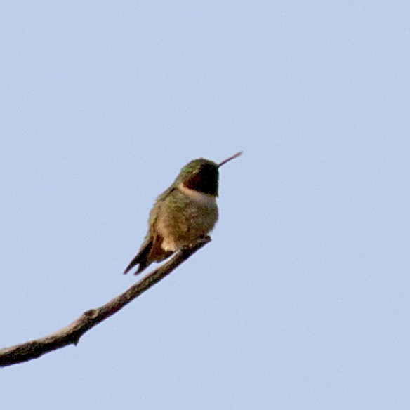 Ruby-throated Hummingbird - ML575027621