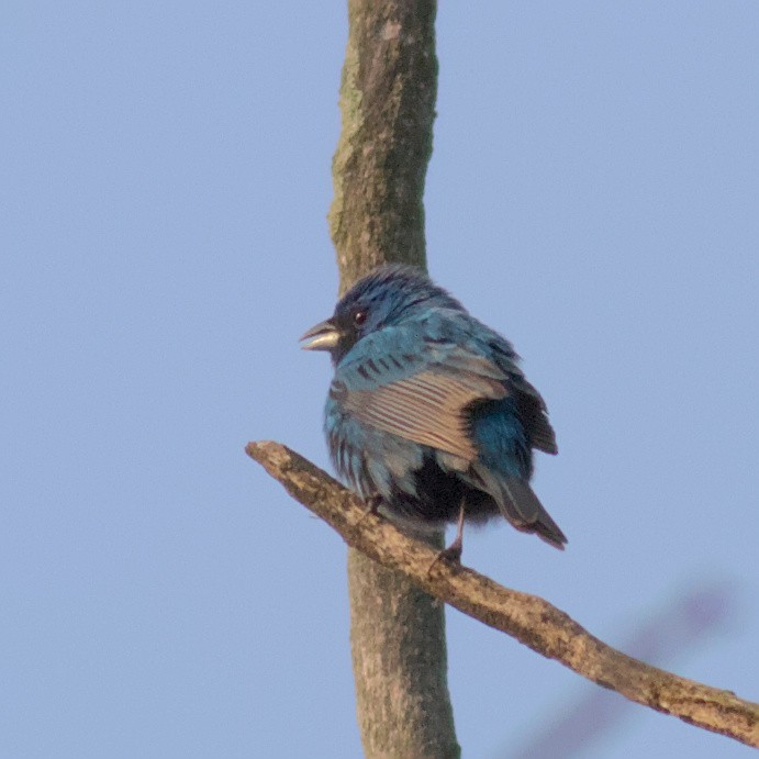 Indigo Bunting - ML575027791
