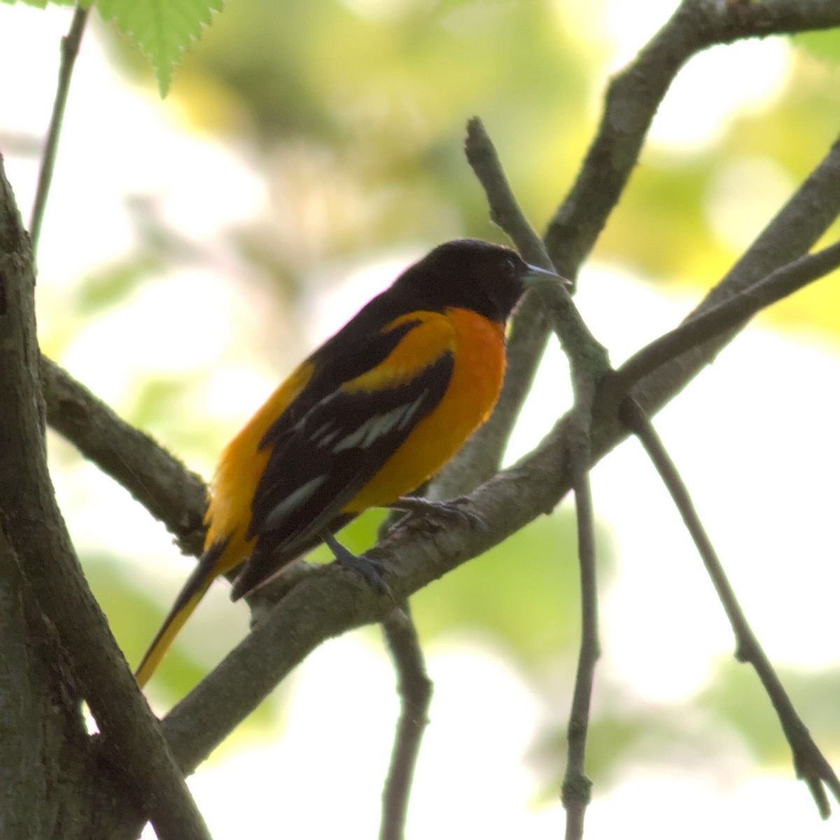 Baltimore Oriole - ML575027891