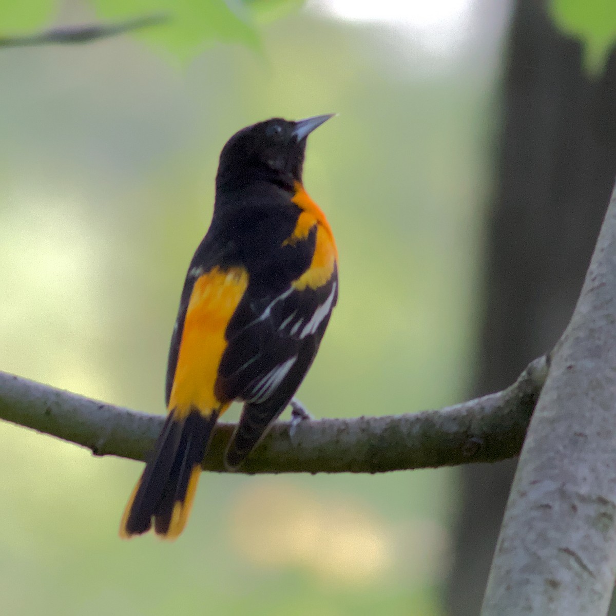Baltimore Oriole - ML575027901