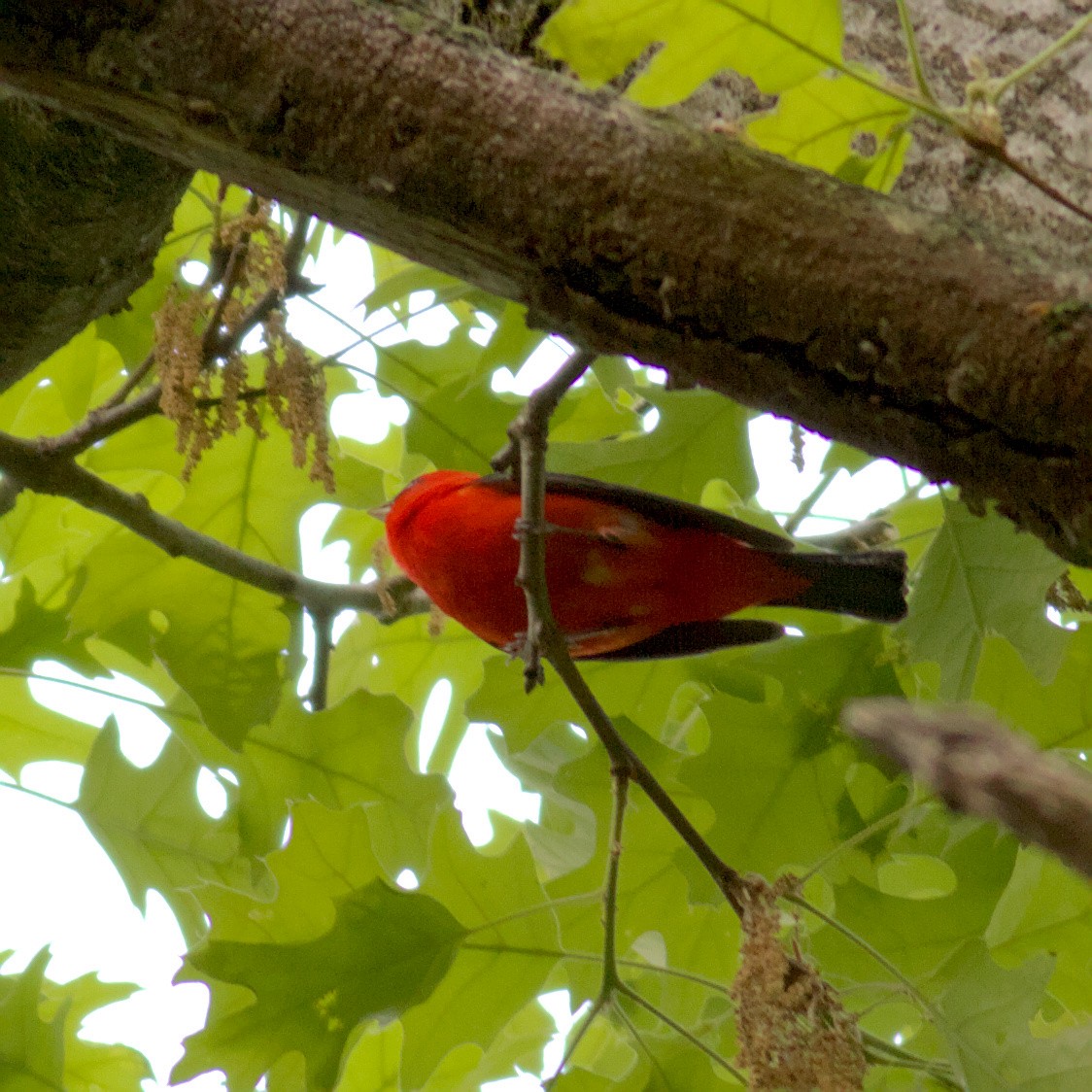 Scarlet Tanager - ML575028171