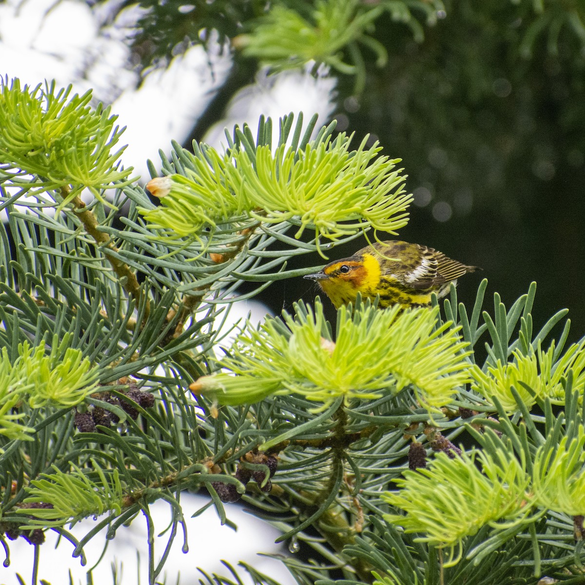 Cape May Warbler - ML575028251