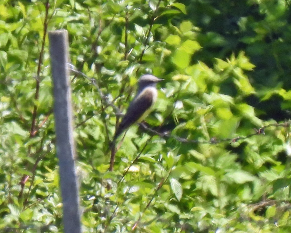 Western Kingbird - ML575028601