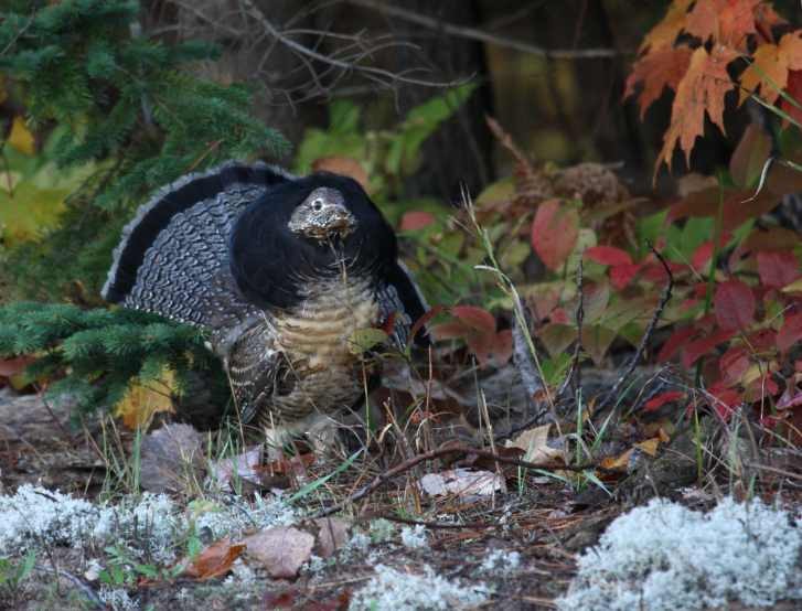 Ruffed Grouse - ML575028821