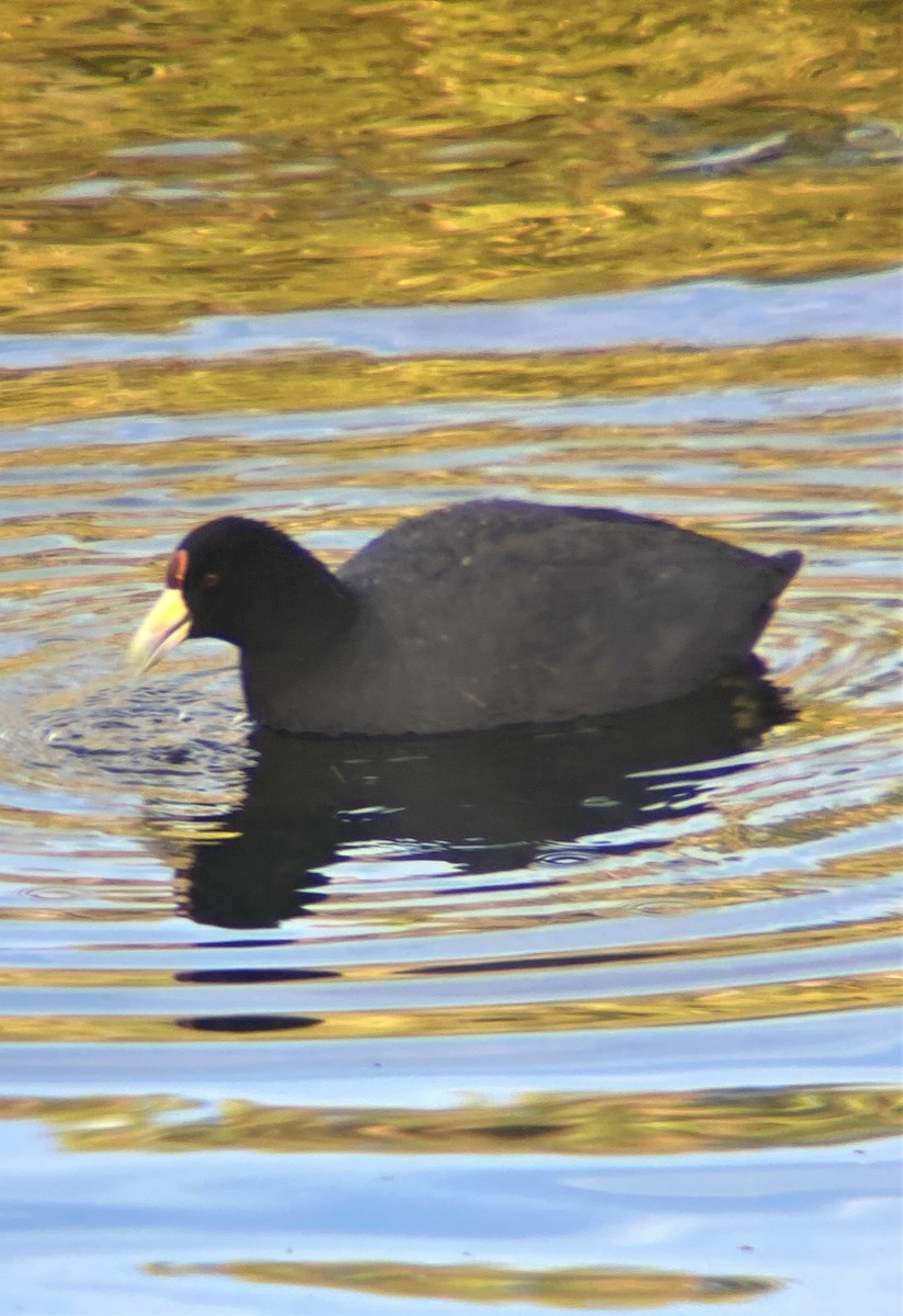 Slate-colored Coot - ML575029961