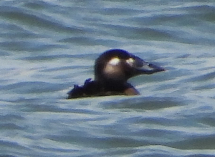 Surf Scoter - Eric Haskell