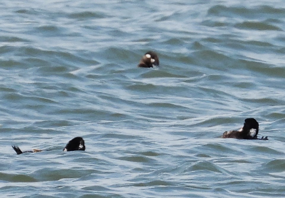 Surf Scoter - Eric Haskell