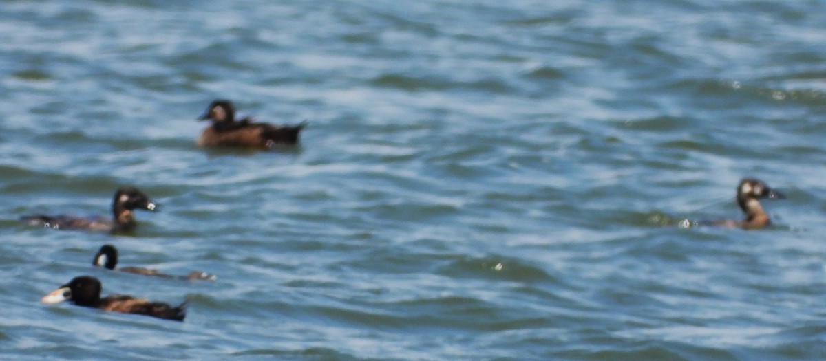 Surf Scoter - Eric Haskell