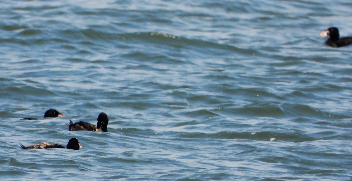 Surf Scoter - Eric Haskell