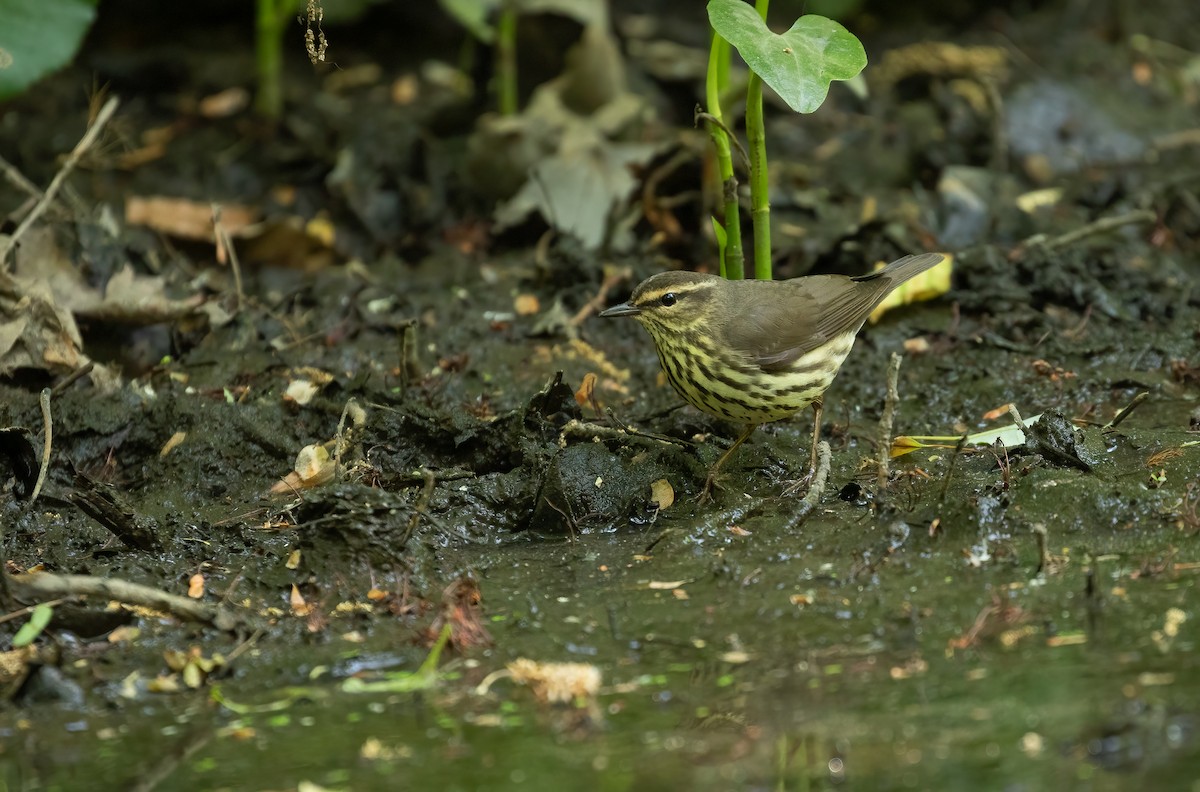 Northern Waterthrush - ML575032511