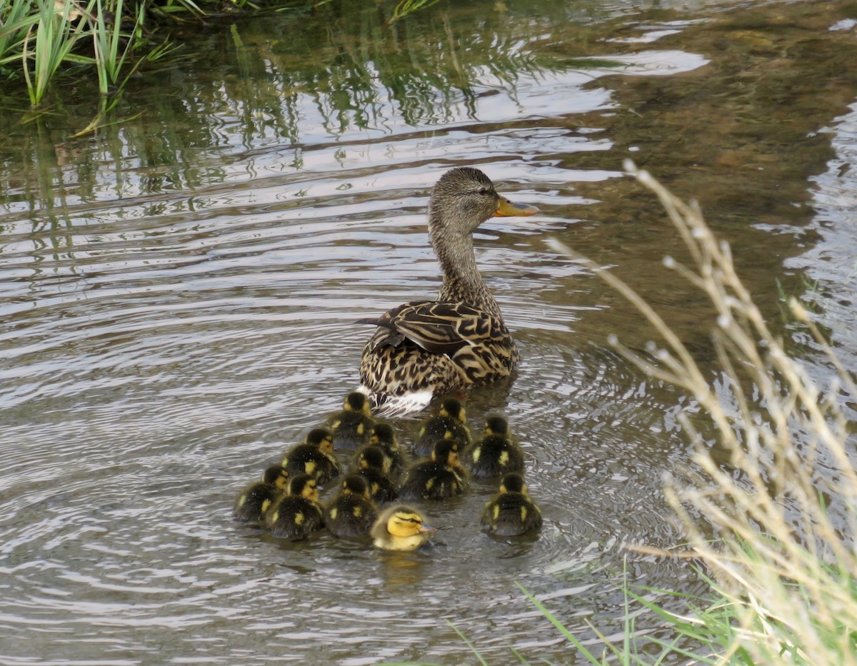 Mallard - ML575032601