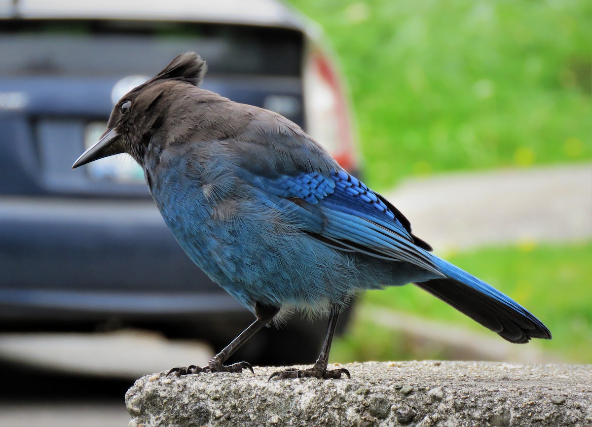 Steller's Jay (Coastal) - ML575032961