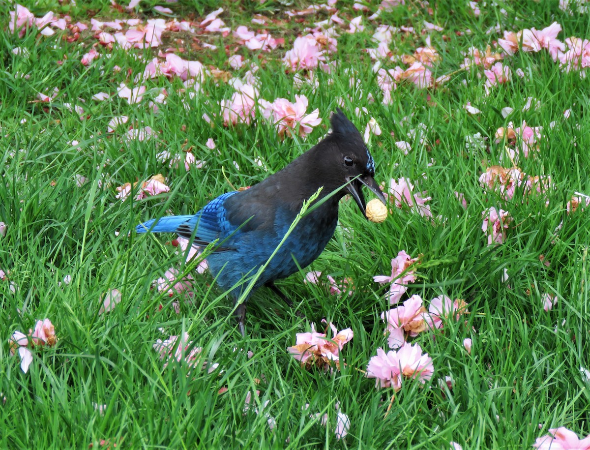 Steller's Jay (Coastal) - ML575033001