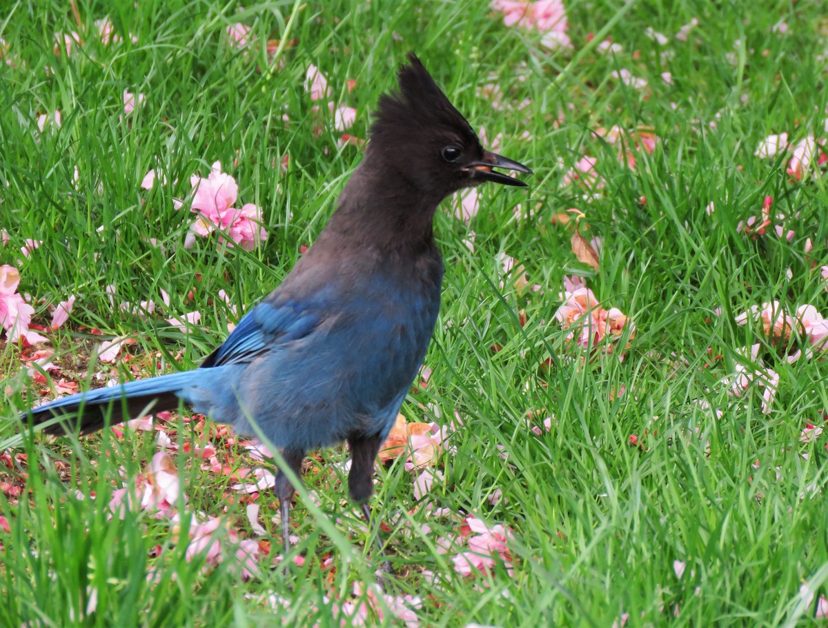 Steller's Jay (Coastal) - ML575033011