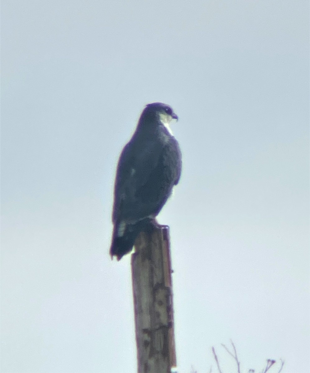 Variable Hawk - ML575033721