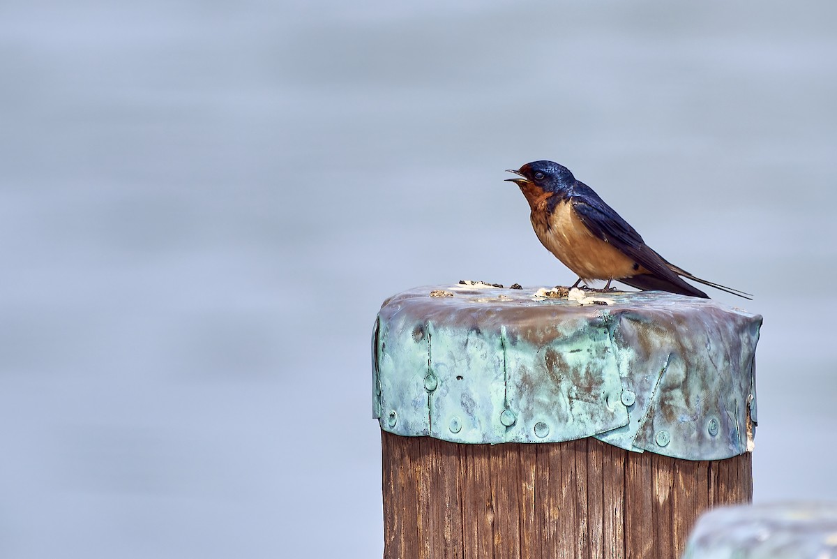 Golondrina Común - ML575033731