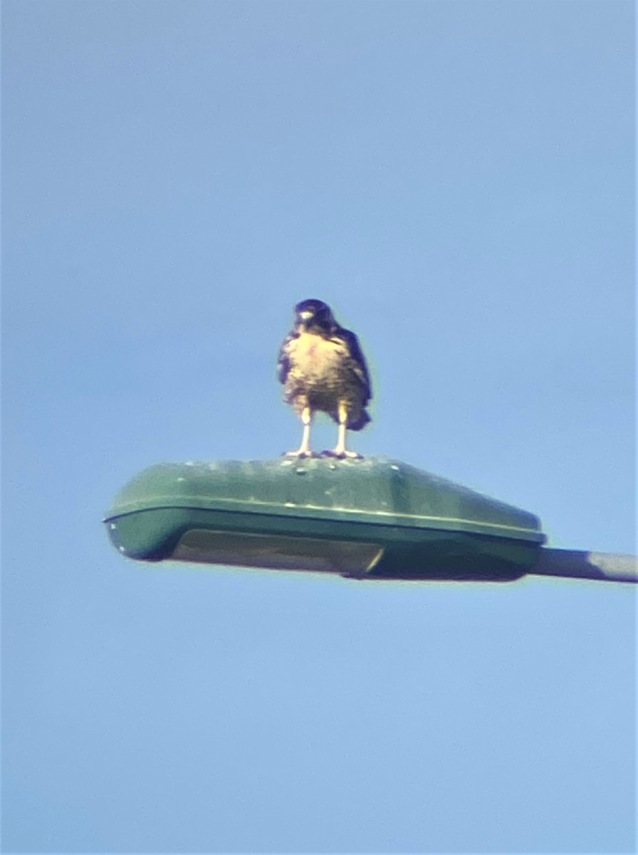 Variable Hawk - ML575033751