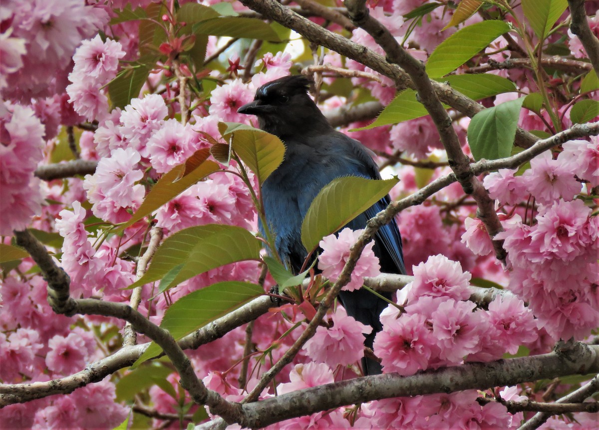 Steller's Jay (Coastal) - ML575033791