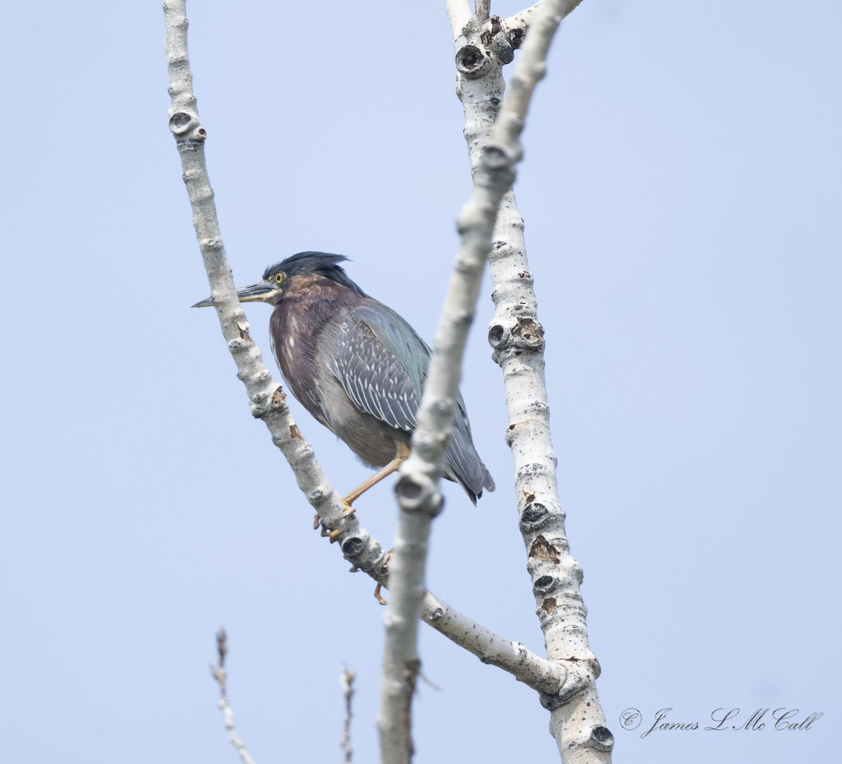 Green Heron - ML575033901