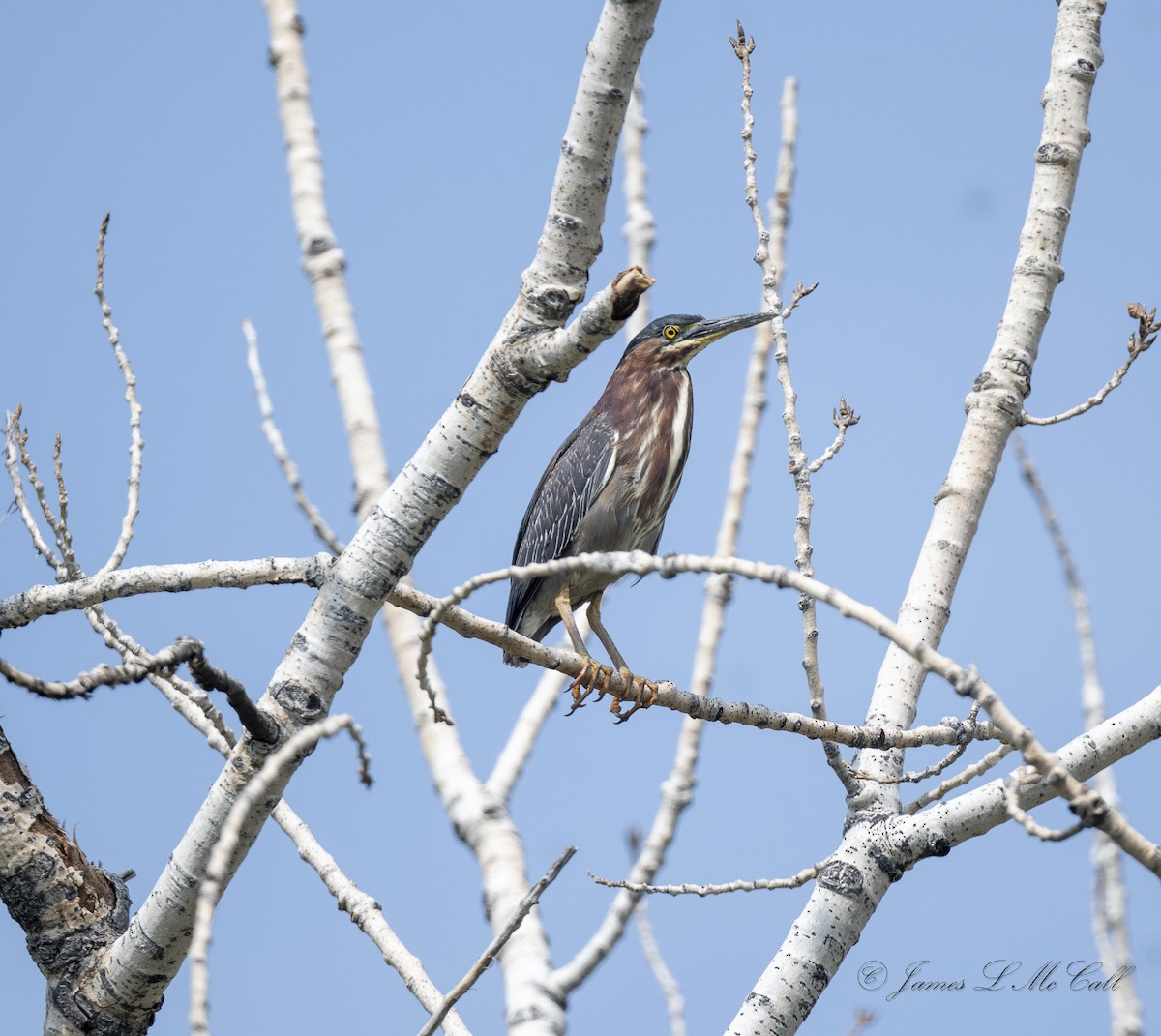 Зеленоспинная цапля - ML575033941