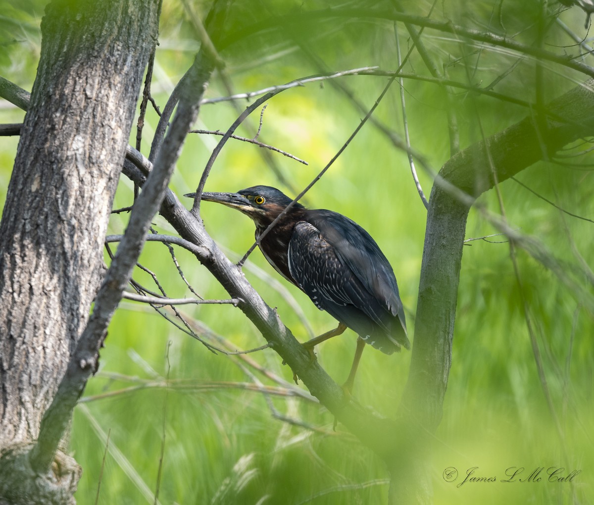 Зеленоспинная цапля - ML575033951