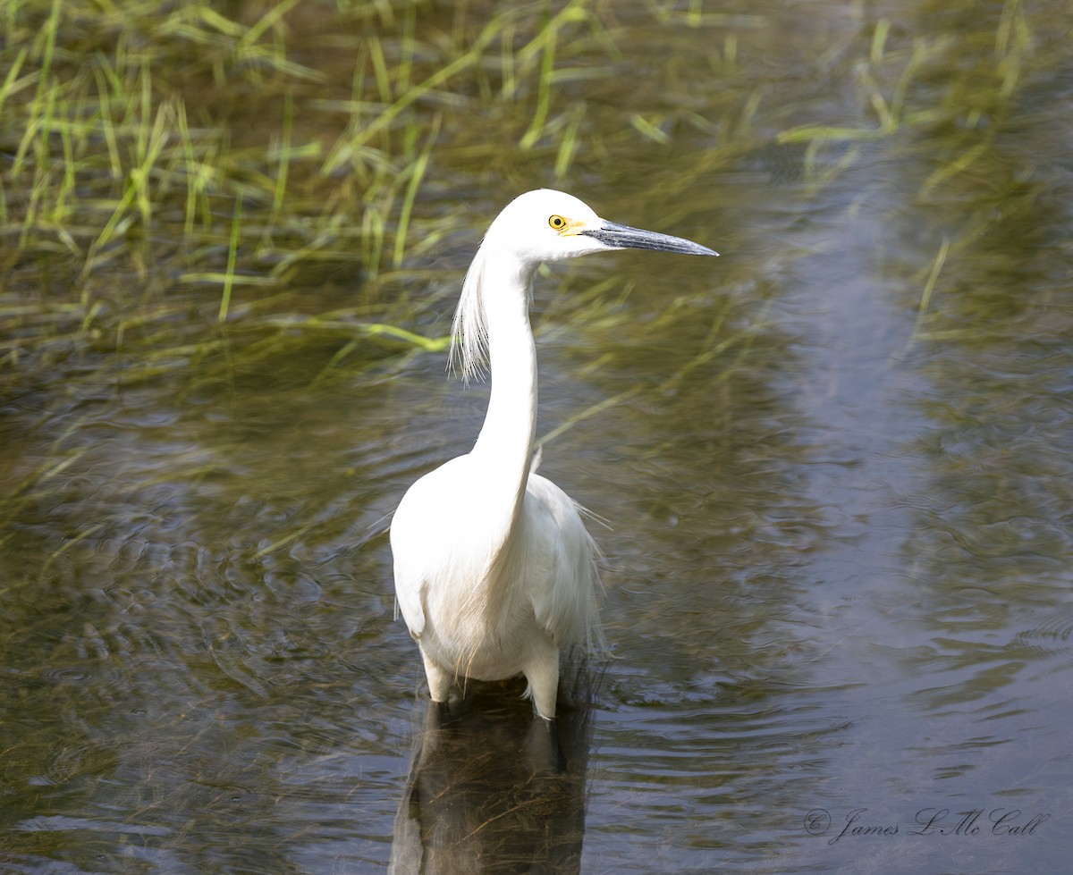 Снежная цапля - ML575034251