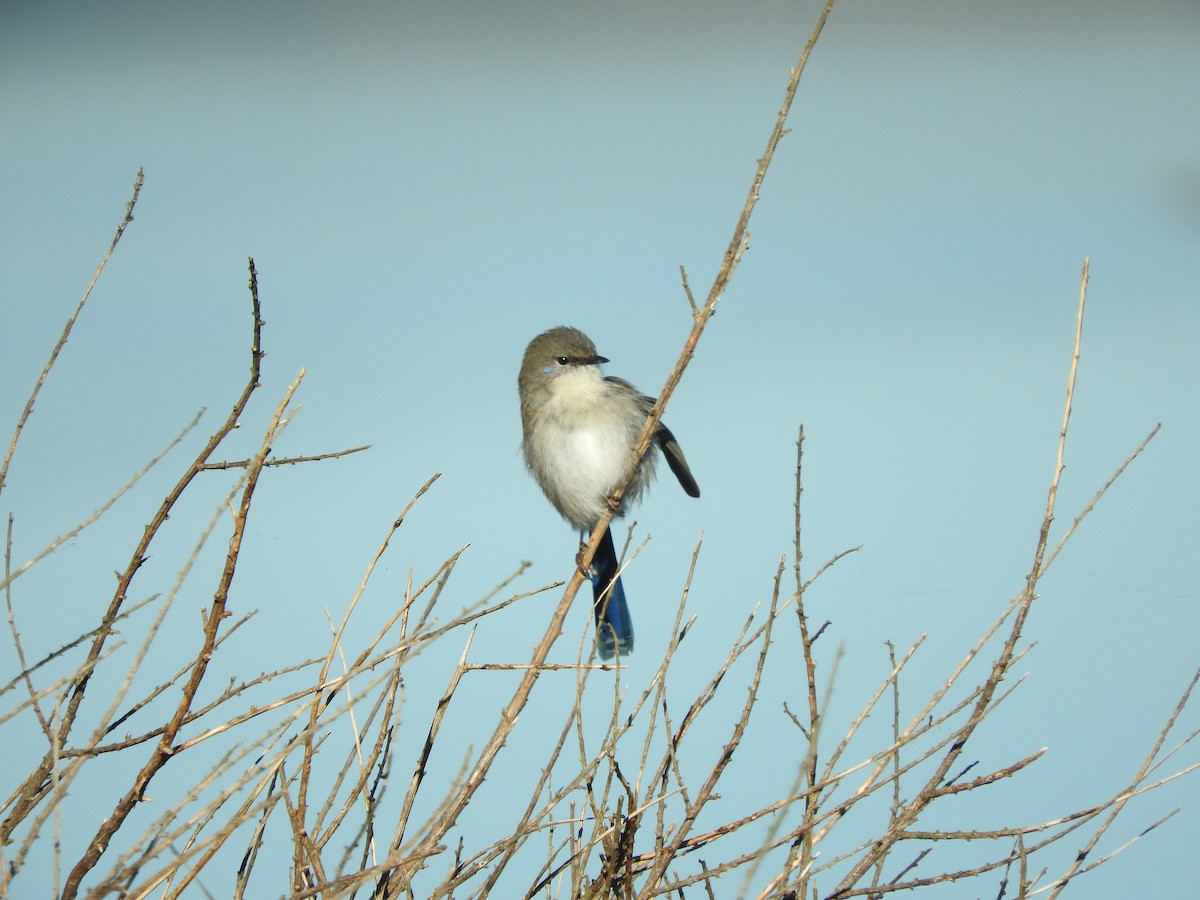 Superb Fairywren - Jeffrey Crawley