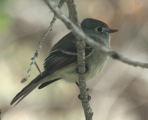 Hammond's Flycatcher - John Cassady